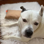 Pipsqueak Small Pillow - Image 6