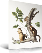 KensTro Vintage Framed Wall Art, Three Cute Squirrels Crawl on Tree Branch by KensTro