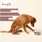 Should We Go? Slow Feeder for Dogs & Puppies, The Slowdown Bowl Silicone Slow - Image 3