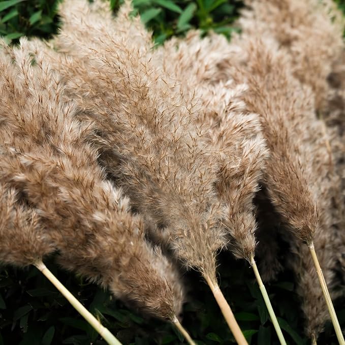 30-inch Tall Nature Pampas Grass Bouquet Decor - Image 3